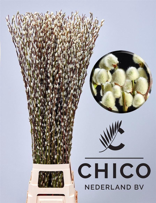 <h4>Salix Ca Snow Flake 120 Cm</h4>