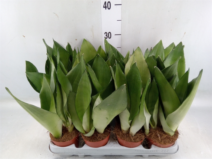 <h4>Sansevieria trifa. 'Moonshine'</h4>