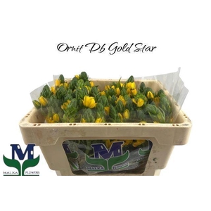 ORNIT DUBIUM GOLD STAR