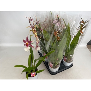 BRASSIA SUMMER DREAM