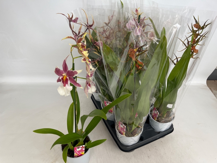 <h4>BRASSIA SUMMER DREAM</h4>