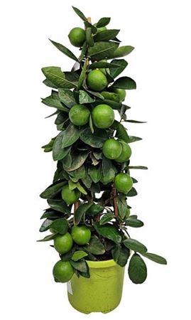 Citr Aurantiifolia 5+