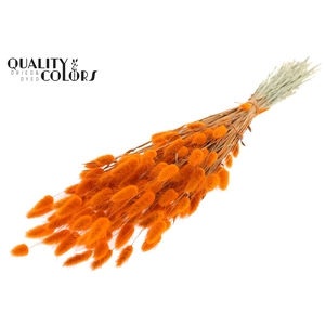 Lagurus per bunch Orange