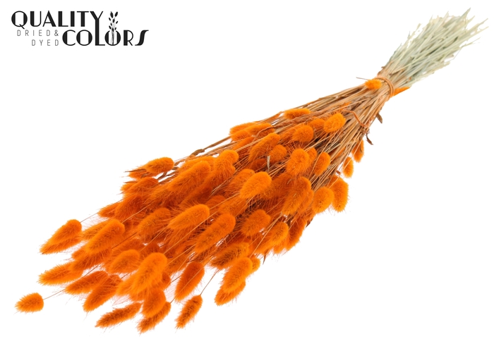 <h4>Lagurus per bunch Orange</h4>