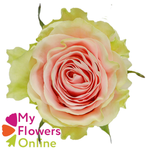 R Gr Frutteto Bicolor 60cm EC