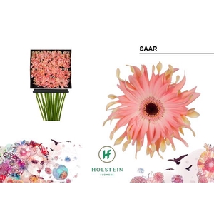 Gerbera Pasta Saar Diamond per kaart