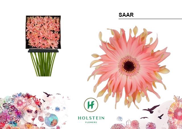 <h4>Gerbera Pasta Saar Diamond per kaart</h4>