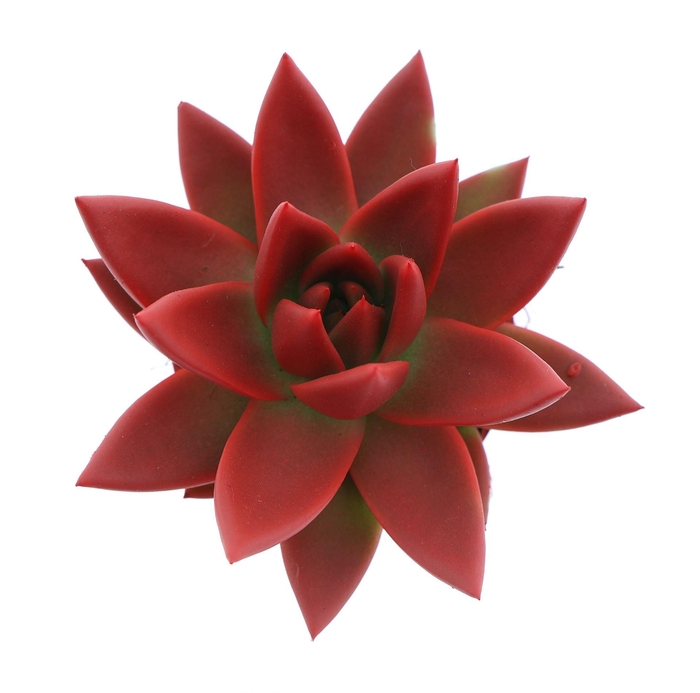 <h4>Echeveria  'Miranda'</h4>