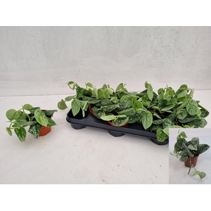 SCIND PICT SILVE ANN