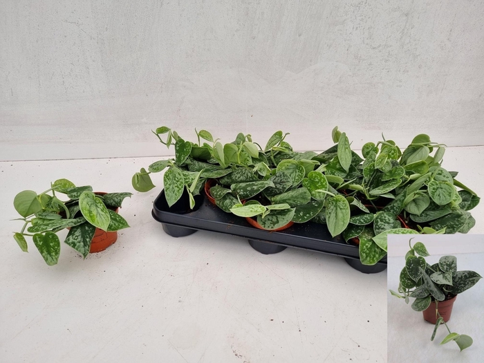 <h4>SCIND PICT SILVE ANN</h4>