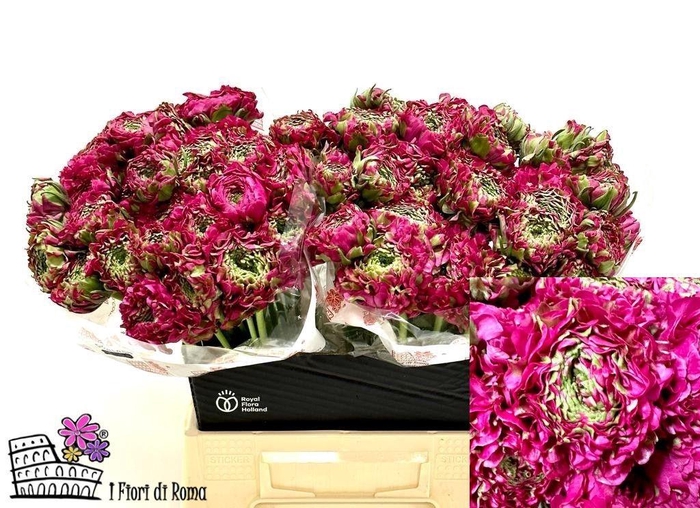 <h4>RAN PON PON ALADDIN</h4>