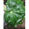 ARALIA GR. BEAUTY