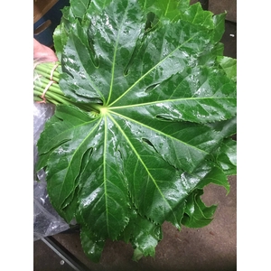 ARALIA MEDIUM