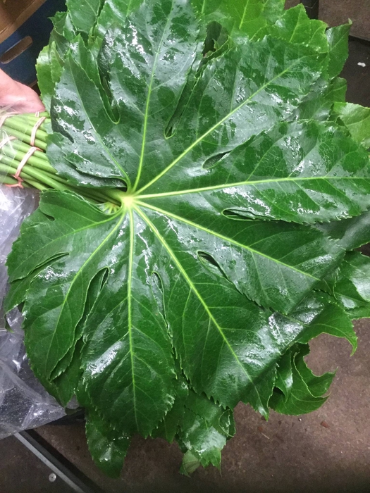 <h4>ARALIA MEDIUM</h4>