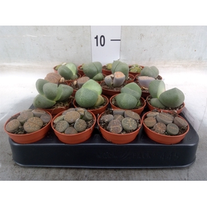 Lithops spp.