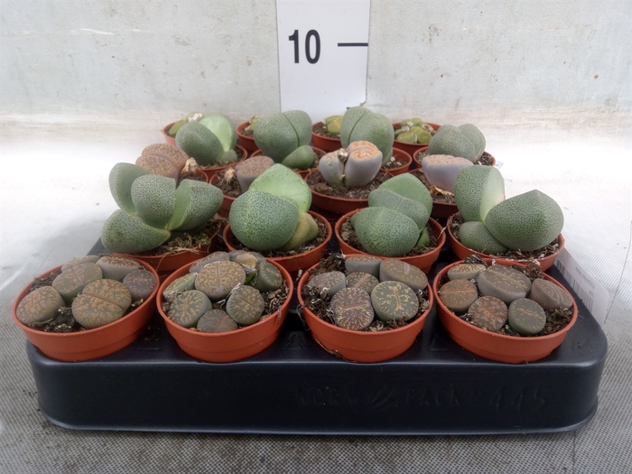 <h4>Lithops spp.</h4>