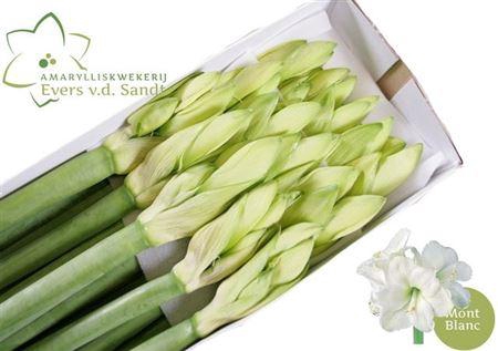 <h4>Hipp Ga Mont Blanc</h4>