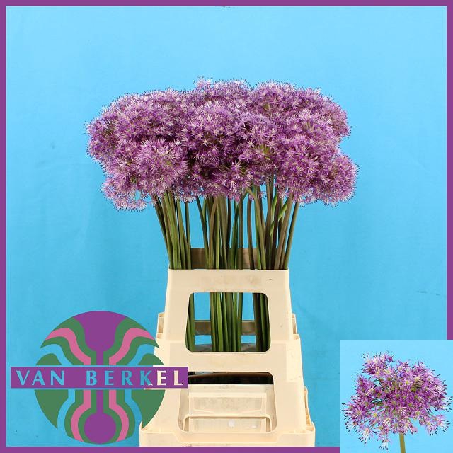 <h4>ALLIUM GLADIATOR</h4>