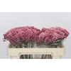 Ozothamnus Booming Pink