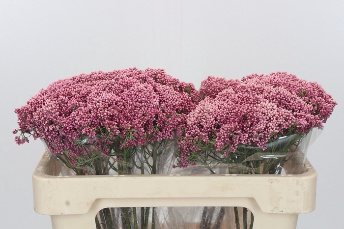 Ozothamnus Booming Pink