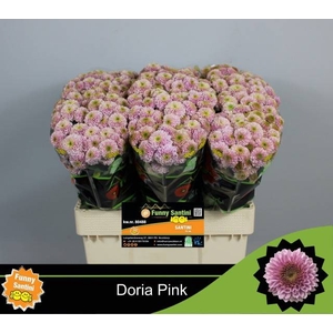 Chr S Aaa Doria Pink