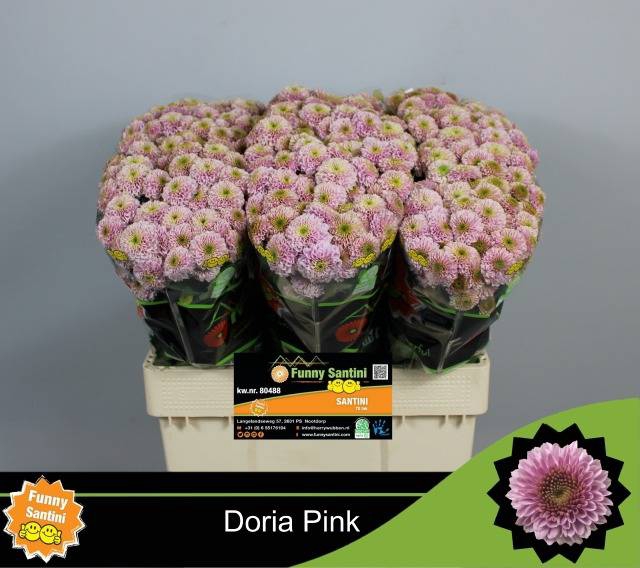 <h4>CHR S AAA DORIA PINK</h4>