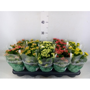 Kalanchoe blos. 'RosDon Collection'