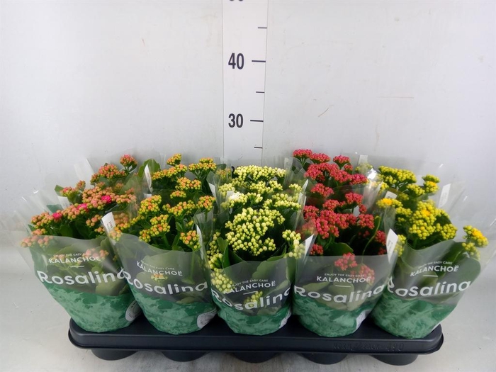 <h4>Kalanchoe blos. 'RosDon Collection'</h4>