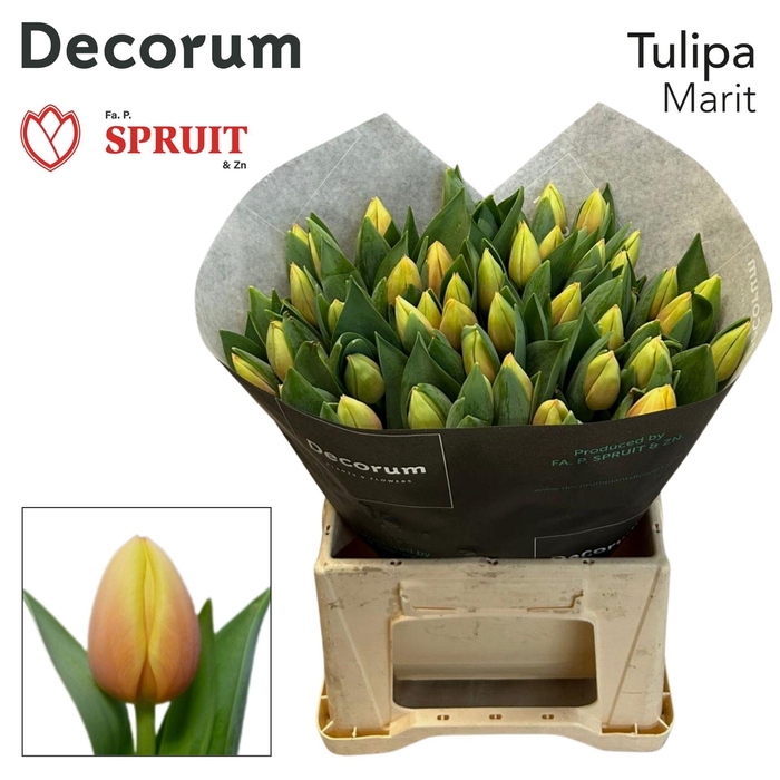 <h4>TU EN MARIT</h4>