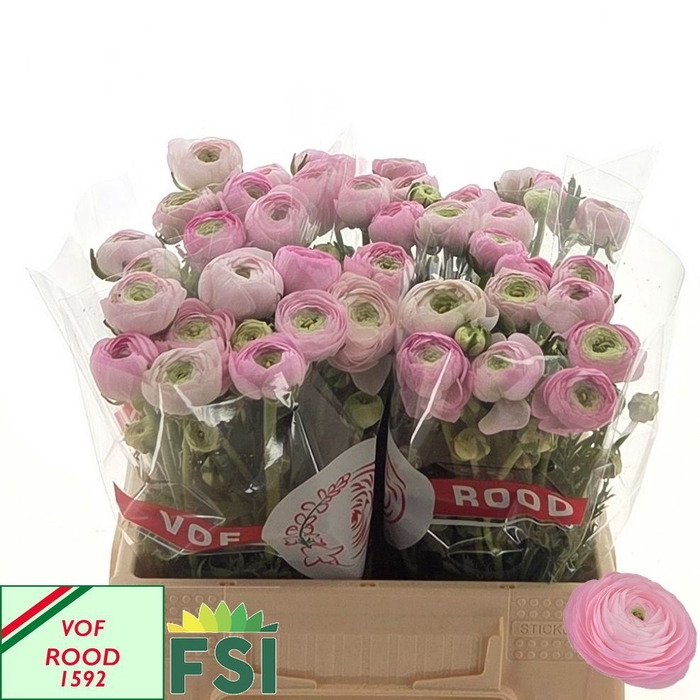 <h4>RAN EL PINK</h4>