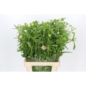 Ranunculus Butterfly Ariadne