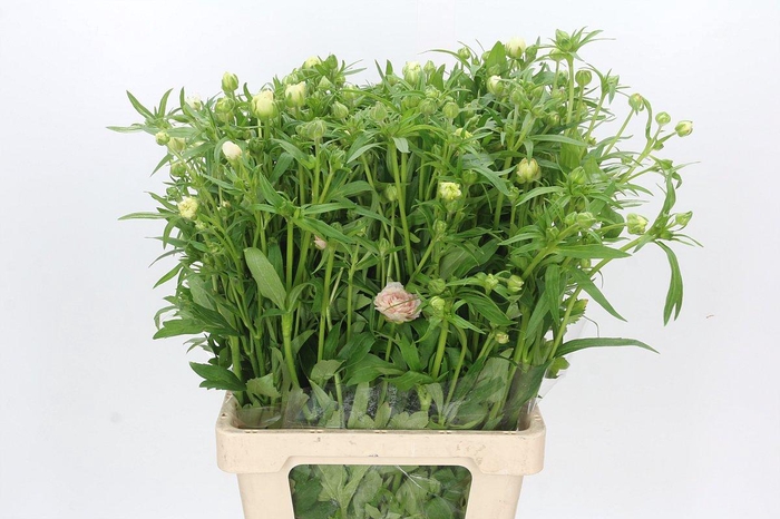 <h4>Ranunculus Butterfly Ariadne</h4>