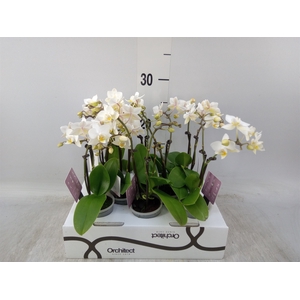 Phalaenopsis   ...mini