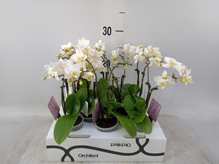 <h4>Phalaenopsis   ...mini</h4>
