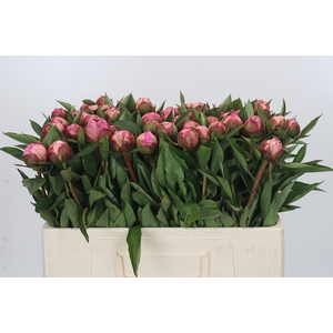 Paeonia Dr A Fleming