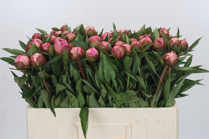 <h4>Paeonia Dr A Fleming</h4>