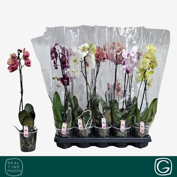 <h4>PHAL GEM 4 KL</h4>