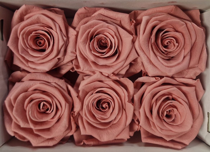 Ro Pres Classic Pink Dusty