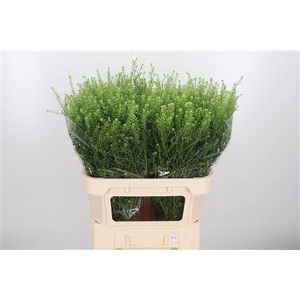 LEPIDIUM GWELO GREEN LEPIDIUM VIR.