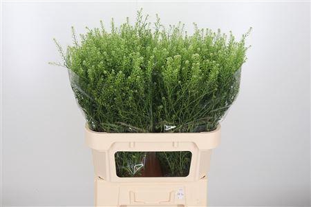 <h4>LEPIDIUM GWELO GREEN LEPIDIUM VIR.</h4>