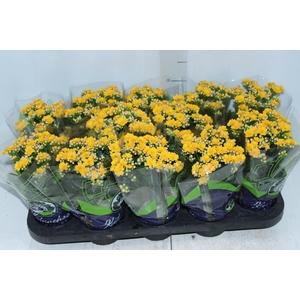 KALANCHOE DOBRADO P11 AMARELO