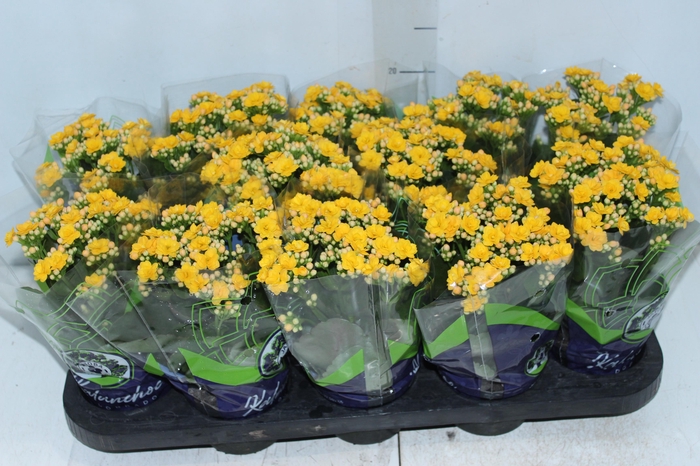 KALANCHOE DOBRADO P11 AMARELO