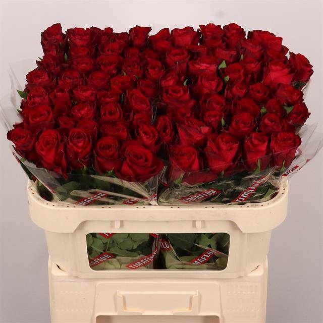 <h4>R GR MADAM RED</h4>