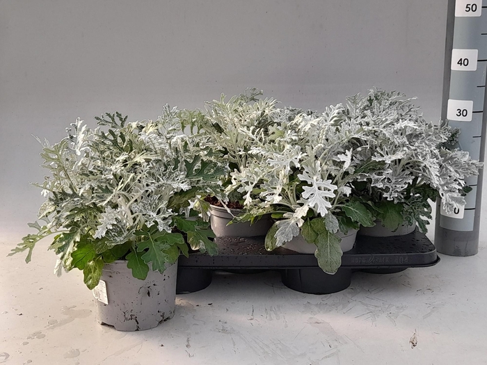 <h4>JACOBAEA MARITIMA</h4>