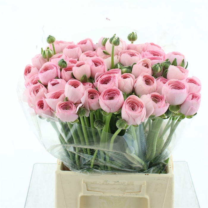 <h4>Ran Su Hanoi Pink Extra (fr)</h4>