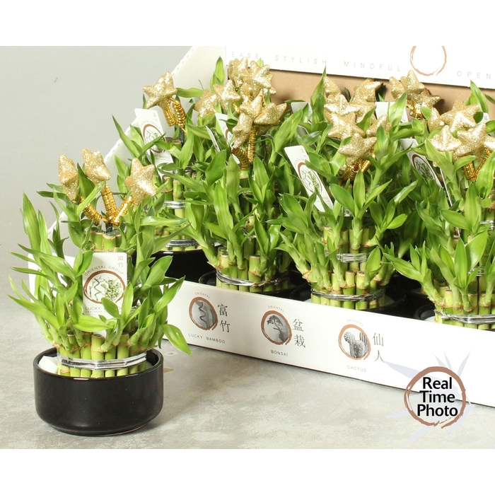 <h4>DRA LUCKY BAMBOO</h4>