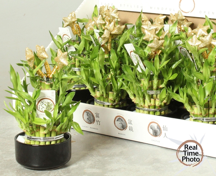 <h4>DRA LUCKY BAMBOO</h4>