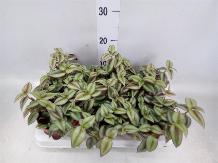 <h4>Tradescantia  'Zebra'</h4>