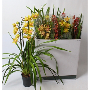 Cymbidium mix 3 tak open bloem
