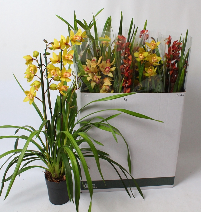 <h4>Cymbidium mix 3 tak open bloem</h4>